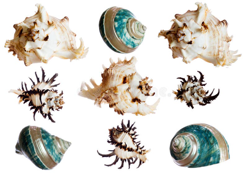 Set of spiral shells