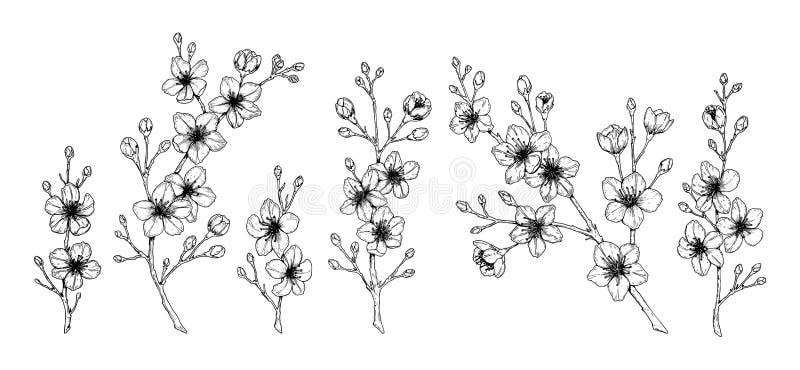 Set of spring cherry flowers. Vector illustration in sketch style isolated on white. Beautiful tree branches in bloom