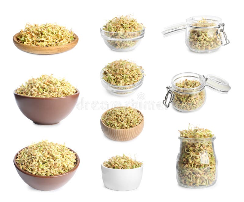Set of sprouted green buckwheat isolated stock photography