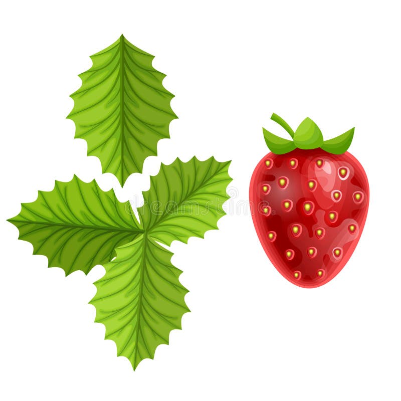 Strawberry Fruit With Leaves Cartoon Design Stock Vector Illustration