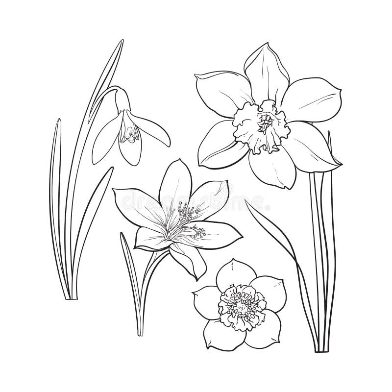 Set of Summer Flowers, Daffodil, Snowdrop, Crocus, Sketch Vector ...
