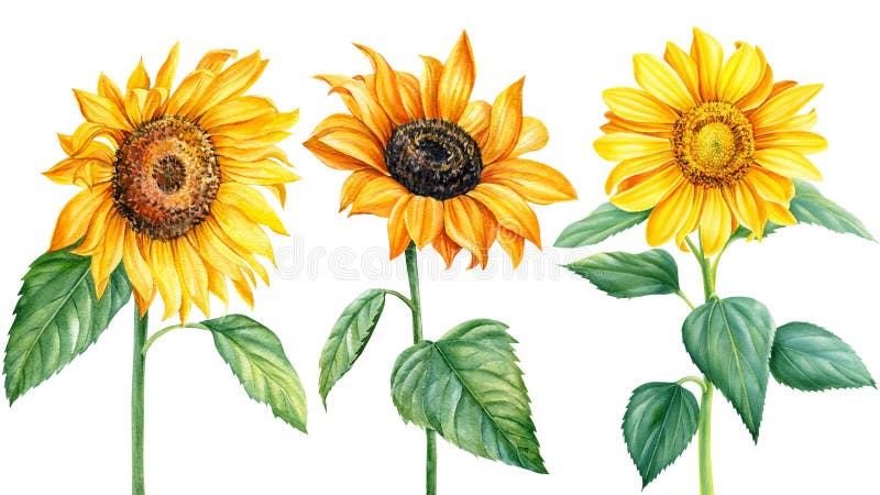 Set sunflowers, watercolor illustration, isolated white background, flora design