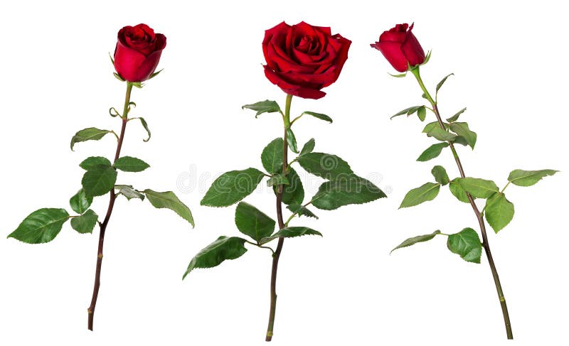 Set of three beautiful vivid red roses on long stems with green leaves isolated on white background.