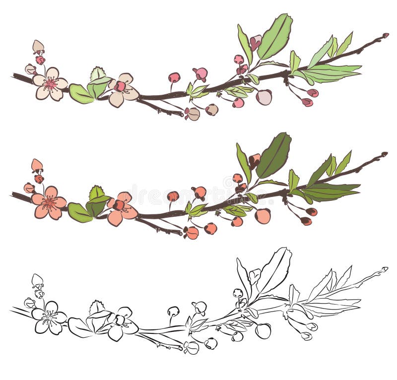 Set with three branches of cherry blossom. Little pink flowers on white background. royalty free illustration