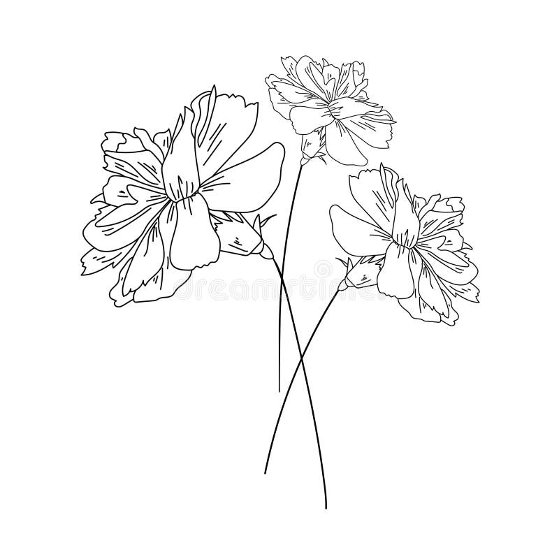 Set of Three Carnation Flowers, Plant Botanical Art, Outline Vector ...