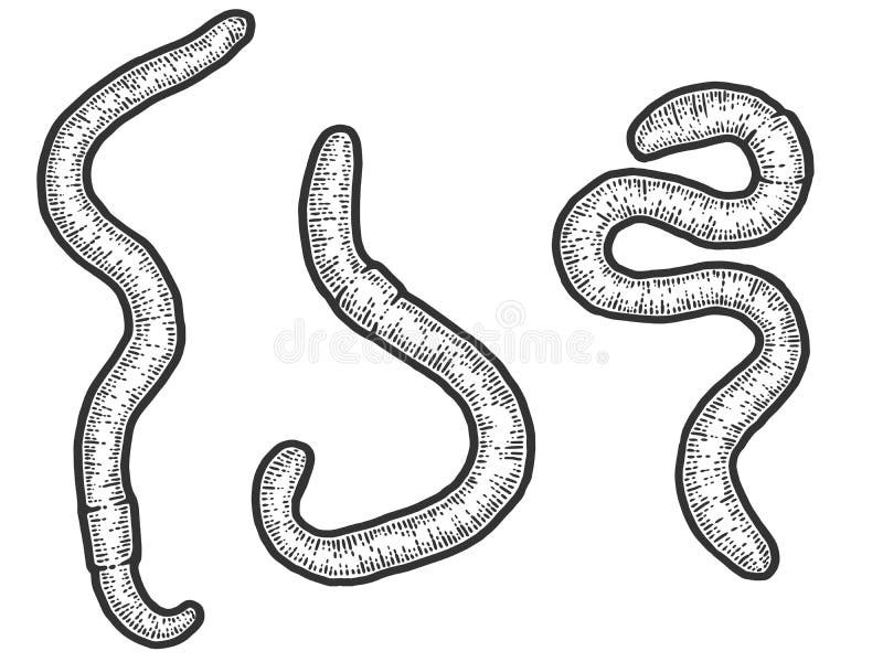 Earthworm Lumbricus Terrestris Stock Illustrations – 23 Earthworm