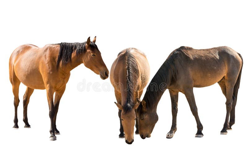 Set of three namibian wild horses portraits