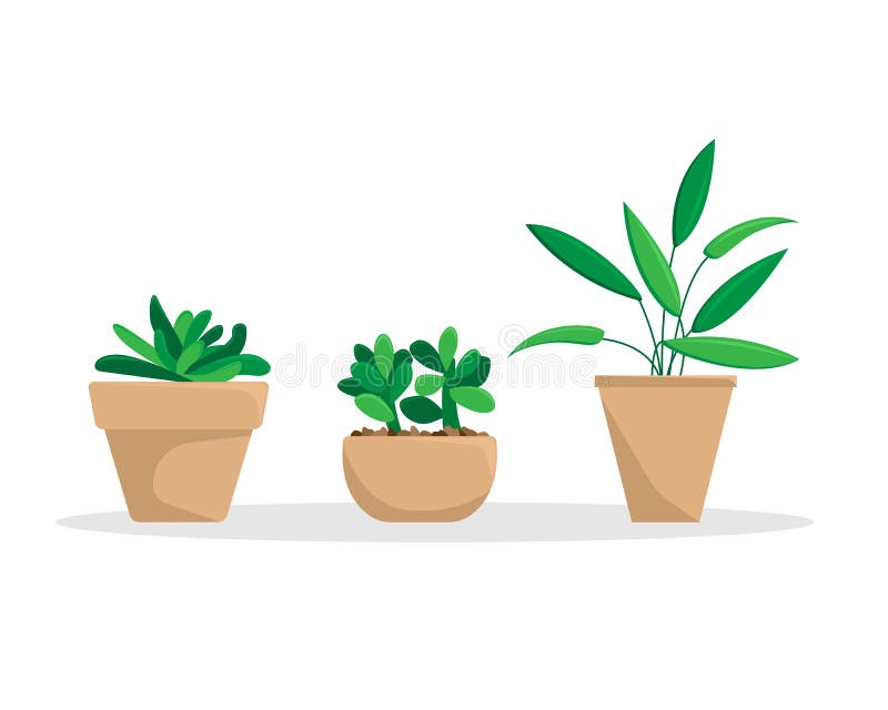 Set of three potted plants. Flat vector illustration stock illustration