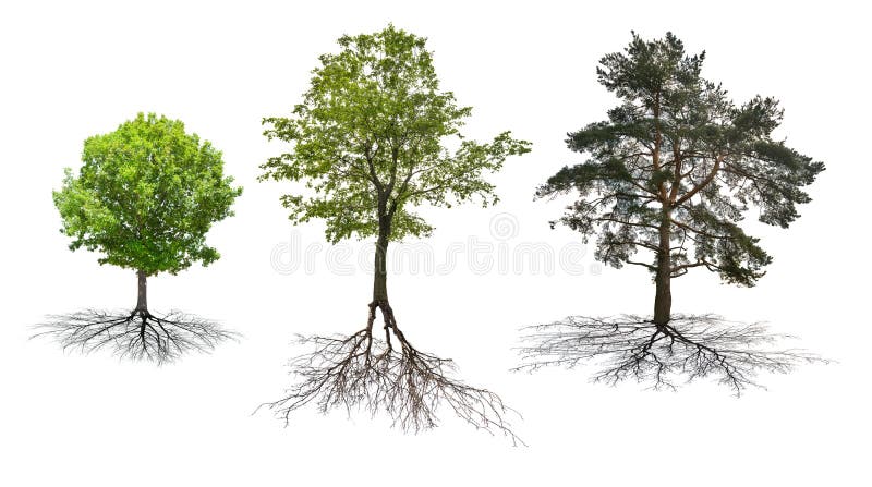 Set of three trees with roots isolated on white