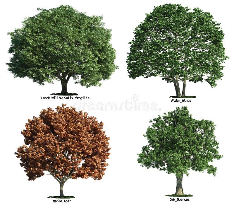 Set of trees isolated on white royalty free stock images Set of trees isolated on white royalty free stock images