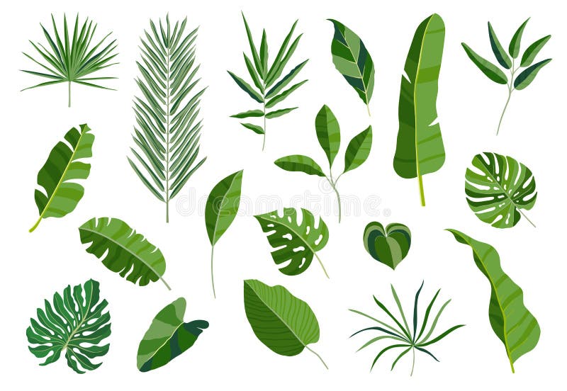 Set of Tropical Leaves. Different Green Leaf Collection Stock Vector - Illustration of element, green: 93853818 Set of Tropical Leaves. Different Green Leaf Collection Stock Vector - Illustration of element, green: 93853818