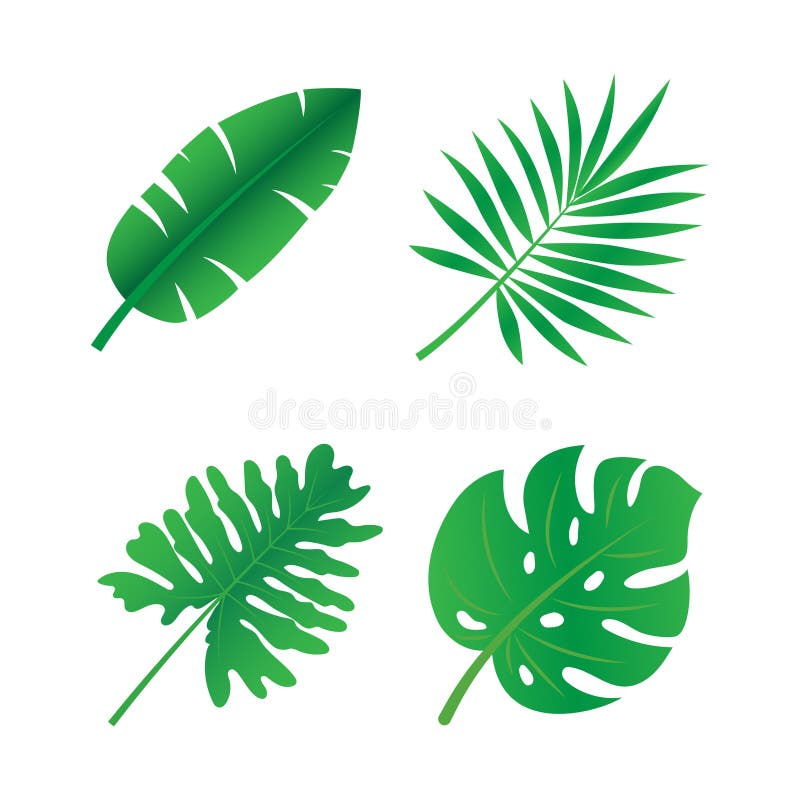 Tropical Leaves Stock Illustrations – 397,808 Tropical Leaves Stock  Illustrations, Vectors & Clipart - Dreamstime