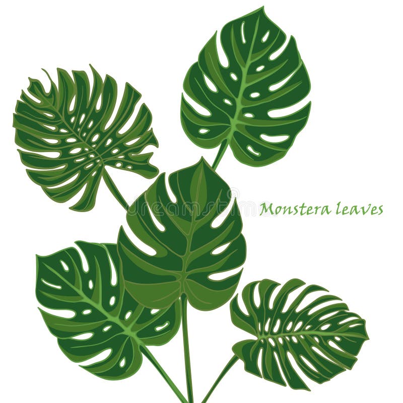 Set tropical monstera leaves. realistic drawing in vintage style.