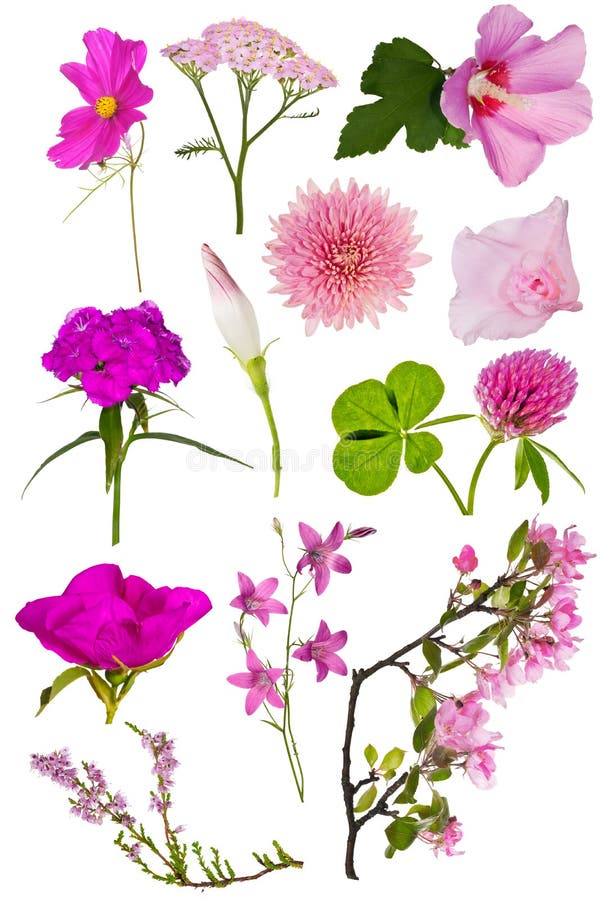 Set of twelve pink color flowers on white stock photos Set of twelve pink color flowers on white stock photos