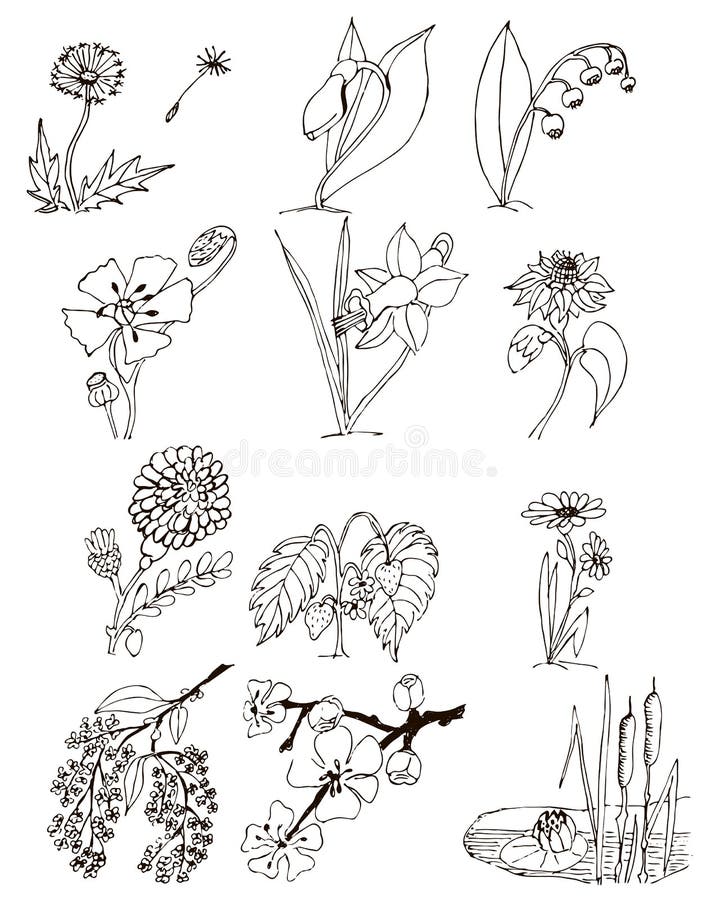 Set of Twelve Vector Drawings of Plants and Flowers Stock Vector Illustration of botanical