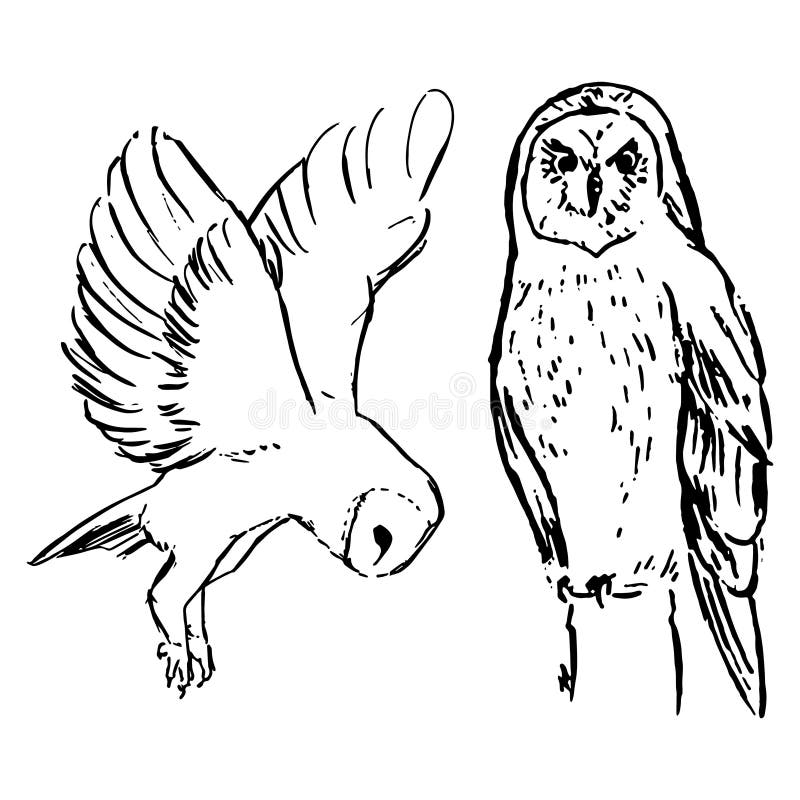 Owl Sketch by BraveCuddlyWolf on DeviantArt