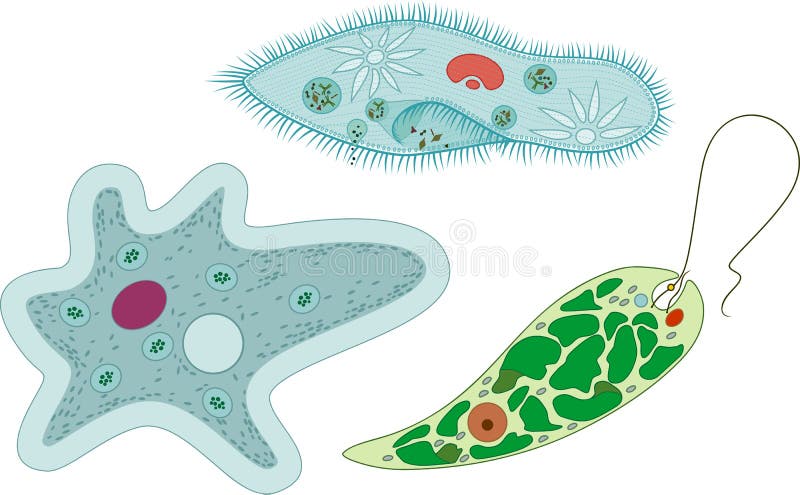 protozoa amoebe nemi szemölcsök megszabadulása