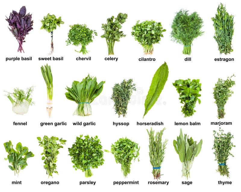 Set of various culinary herbs with names mint, oregano, basil, tarragon, rosemary, thyme,, etc isolated on white background. Set of various culinary herbs with names mint, oregano, basil, tarragon, rosemary, thyme,, etc isolated on white background