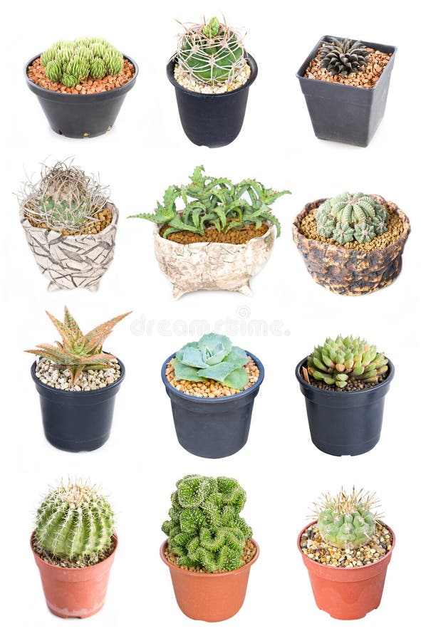 Set of potted plants stock image. Image of green, home 19190561