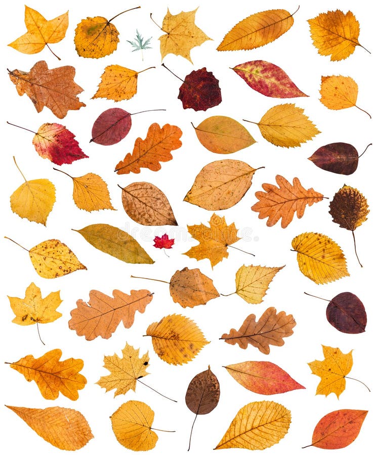 Set of Various Dried Autumn Fallen Leaves Isolated Stock Photo - Image ...