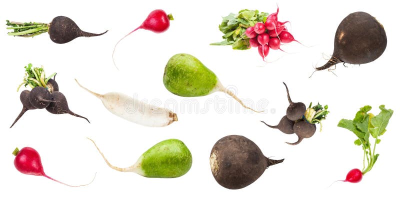 Set of various fresh radishes isolated on white