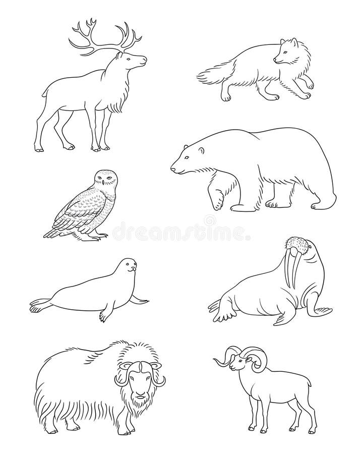 Set of Vector Arctic Animals in Contours Stock Vector - Illustration of mammal, buck: 87287654 Set of Vector Arctic Animals in Contours Stock Vector - Illustration of mammal, buck: 87287654