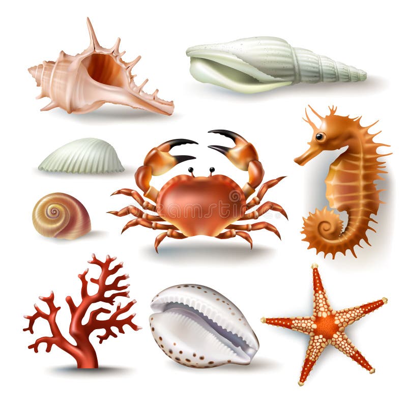 Set of vector illustrations, badges, stickers, seashells of various kinds and coral, crab, starfish in realistic style on white. Set of vector illustrations, badges, stickers, seashells of various kinds and coral, crab, starfish in realistic style on white