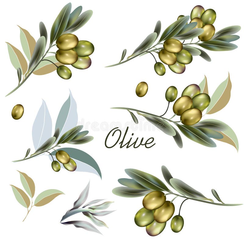 Set of vector olive plants stock vector. Illustration of healthy