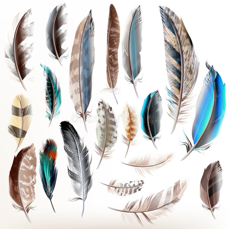 Set of vector realistic colorful feathers