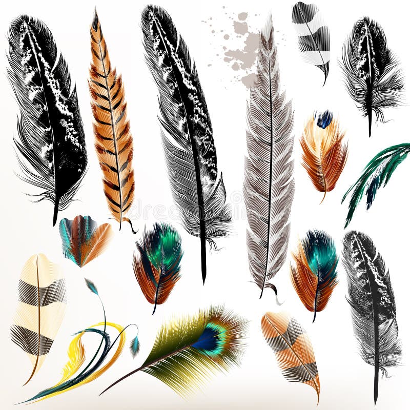 Set of vector realistic colorful feathers stock illustration Set of vector realistic colorful feathers stock illustration