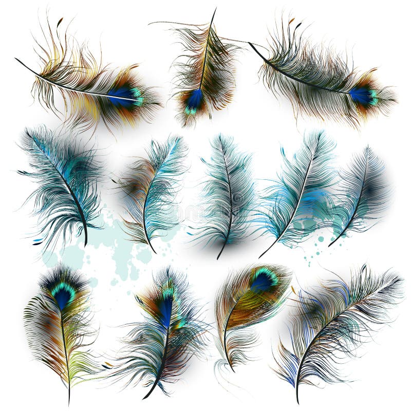 Set of vector realistic colorful feathers royalty free illustration