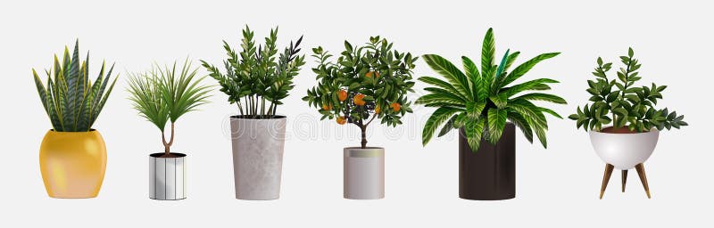Set of vector realistic detailed house or office plant for interior design and decoration. Tropical and Mediterranean royalty free illustration