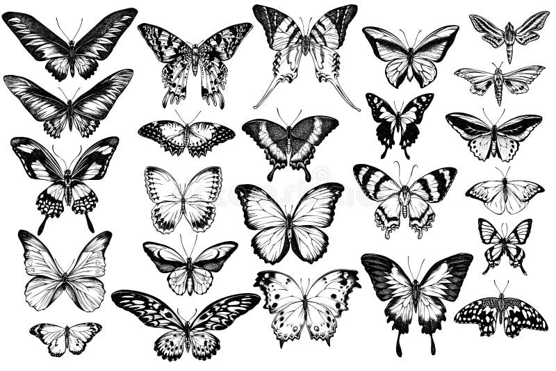 Set vector trase manual negru și alb mare urangetip smarald rândunici junglă Tiger rajah brooke stock illustration