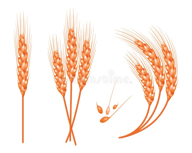 Set of Vector Wheat in 3d Isolated White Background with Seed Addition ...