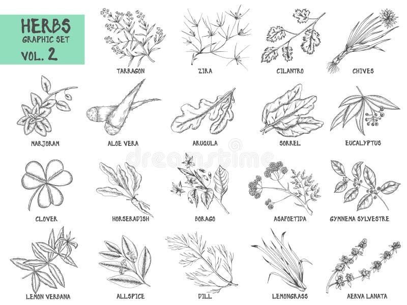 Set vectorial trasat manual de ierburi și condimente stock illustration