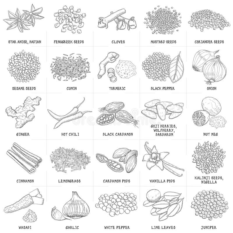 Set vectorial trasă manual de mirodenii și semințe recoltate vector illustration