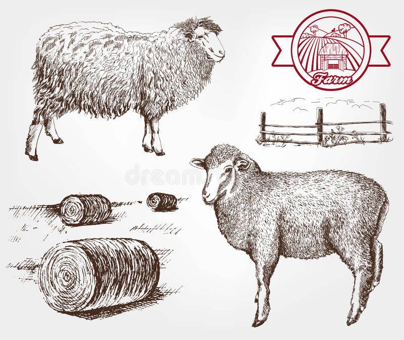 Sheep breeding. set of sketches made by hand. Sheep breeding. set of sketches made by hand