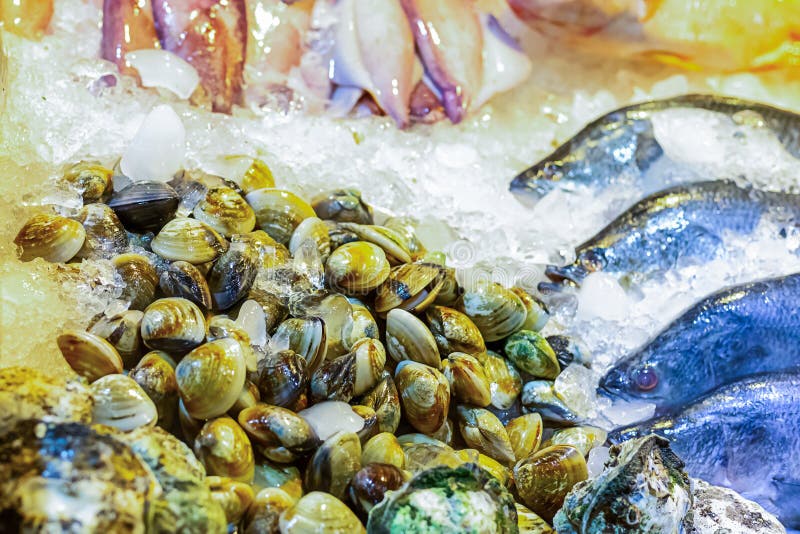 Set of venus shell Meretrix lyrata crushed ice freshness preservation marine delicacies fish asia tray background. Bivalve shell stock images, royalty-free photos and pictures