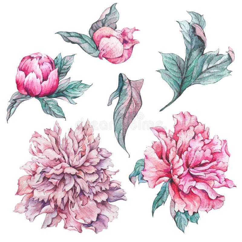 Set of Vintage Watercolor Flowers Peonies Stock Illustration ...