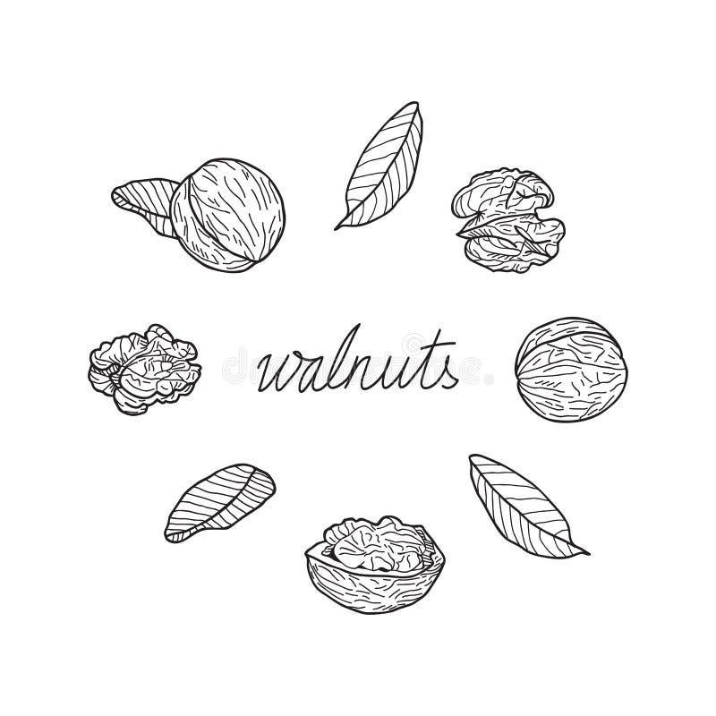 Vector Illustration of Walnuts on a White Background. Stock