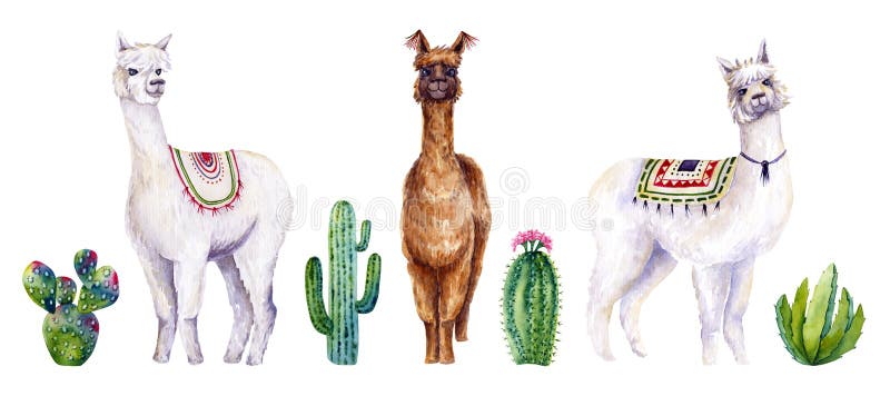 National Alpaca Day (August 1st)