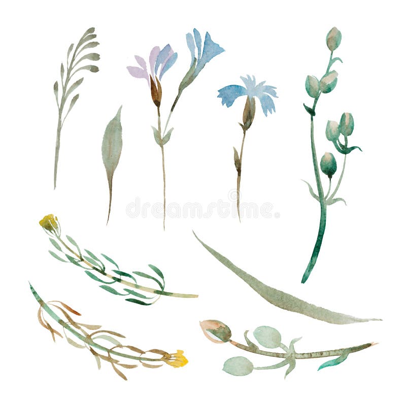 Set of watercolor blue flowers and leaves on white background