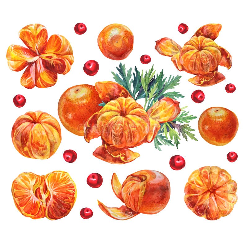 Set watercolor composition citrus fruit orange or tangerine with peel, green leaves, red berries isolated on white background. Hand-drawn food for winter or summer, christmas clipart for menu, sticker