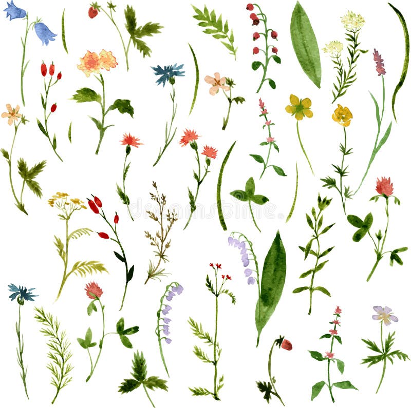 Set of watercolor drawing herbs and flowers vector illustration