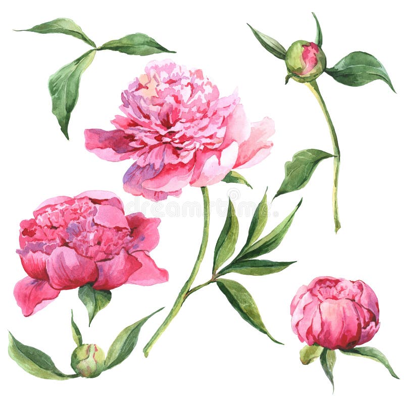 Set of Watercolor Floral Design Elements. Stock Illustration ...