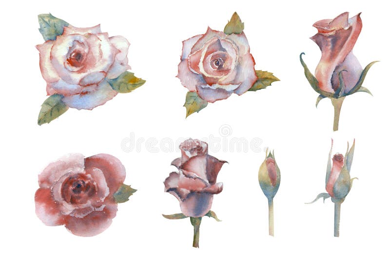 Set of watercolor flowers. Roses. Graphic element. Open and closed buds. Pink rose flower, red flower. Wedding concept