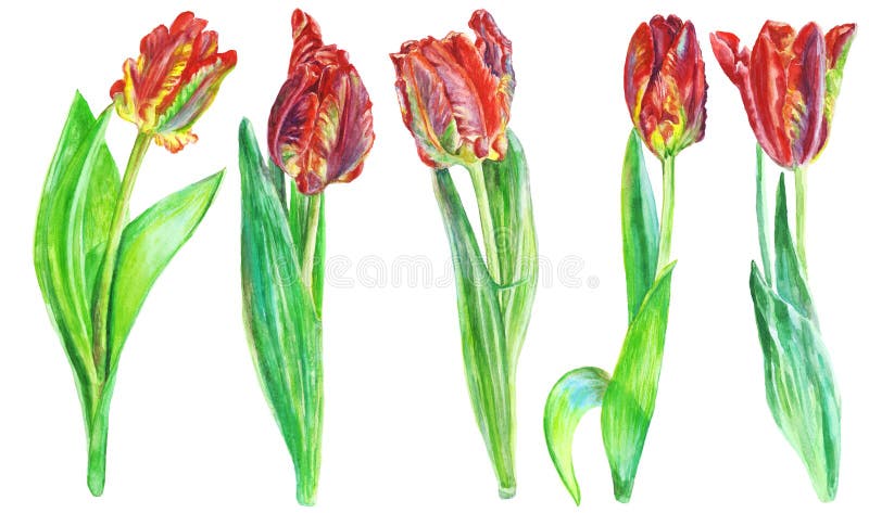 Set of watercolor tulips flowers