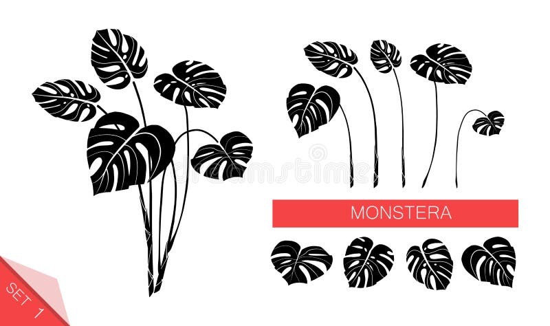 Set wektorowi monstera liście odizolowywający na białym tle Egzotyczne tropikalne ro?liny Projekta element dla karty, druk royalty ilustracja Set wektorowi monstera liście odizolowywający na białym tle Egzotyczne tropikalne ro?liny Projekta element dla karty, druk royalty ilustracja