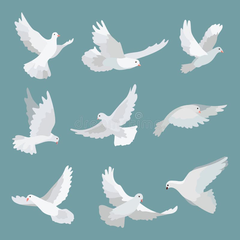 Set White Doves Peace Isolated on Background. Bird Illustration. Stock