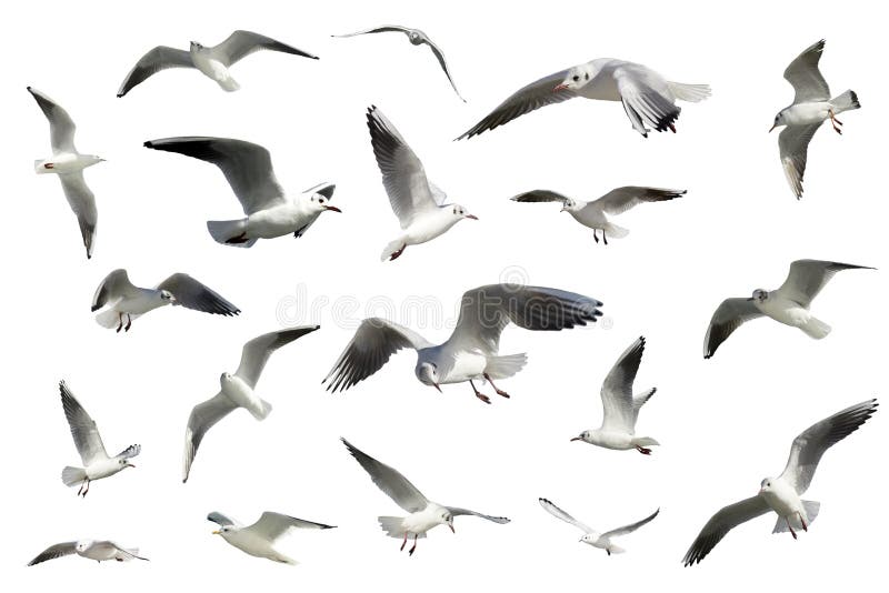 Set of white flying birds isolated. gulls